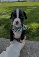 Art, a male Boxer for sale in Fredericksburg, OH – 3 of 3