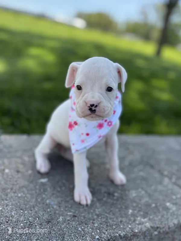 Alice – Boxer puppy for sale in Fredericksburg, OH