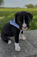 Arnold, a male Boxer for sale in Fredericksburg, OH – 2 of 3