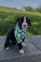 April, a female Boxer for sale in Fredericksburg, OH – 3 of 3