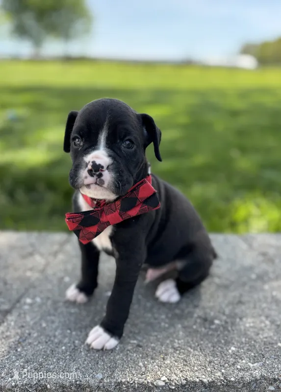 Andre – Boxer puppy for sale in Fredericksburg, OH