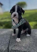 Art, a male Boxer for sale in Fredericksburg, OH – 2 of 3