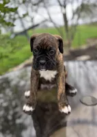 Hank, a male Boxer for sale in Fredericksburg, OH – Photo 2 of 3