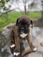 Hank, a male Boxer for sale in Fredericksburg, OH – Photo 3 of 3