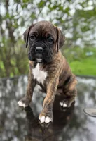Hank, a male Boxer for sale in Fredericksburg, OH – Photo 1 of 3