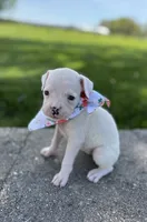 Abby, a female Boxer for sale in Fredericksburg, OH – 2 of 3