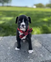 Andre, a male Boxer for sale in Fredericksburg, OH – 2 of 3