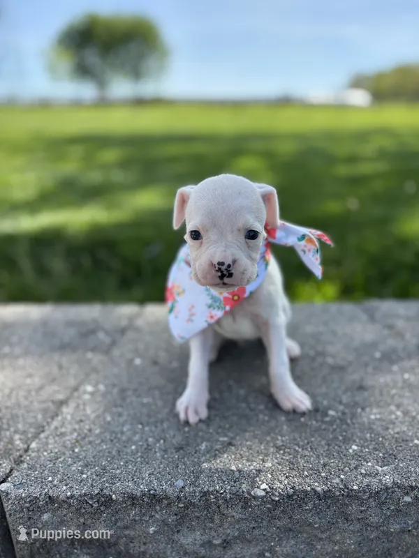 Abby – Boxer puppy for sale in Fredericksburg, OH