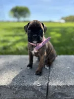 Alex, a male Boxer for sale in Fredericksburg, OH – 2 of 3
