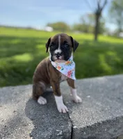Amber, a female Boxer for sale in Fredericksburg, OH – 3 of 4