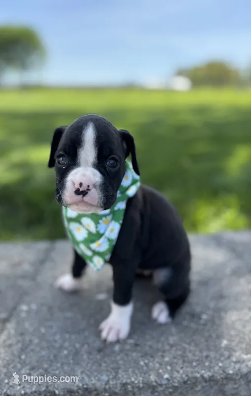 April, a female Boxer for sale in Fredericksburg, OH – 1 of 3