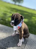 Amber, a female Boxer for sale in Fredericksburg, OH – 2 of 4