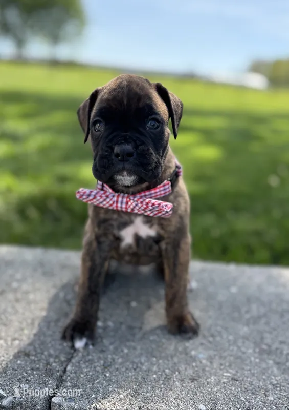 Alex – Boxer puppy for sale in Fredericksburg, OH