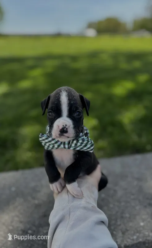 Art – Boxer puppy for sale in Fredericksburg, OH