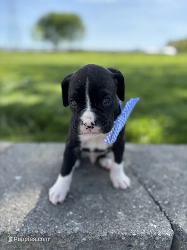 Arnold – Boxer puppy for sale in Fredericksburg, OH