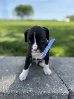 Arnold, a male Boxer for sale in Fredericksburg, OH – 1 of 3