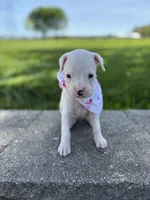 Alice, a female Boxer for sale in Fredericksburg, OH – 3 of 3