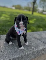 Aimee, a female Boxer for sale in Fredericksburg, OH – 3 of 3