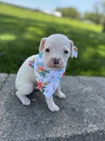 Abby, a female Boxer for sale in Fredericksburg, OH – 3 of 3