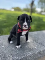 Andre, a male Boxer for sale in Fredericksburg, OH – 3 of 3