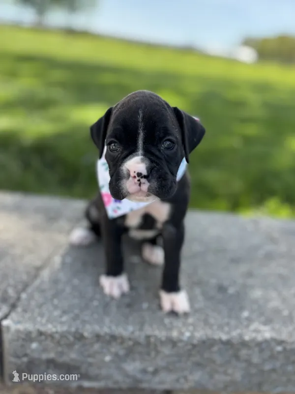 Aimee – Boxer puppy for sale in Fredericksburg, OH