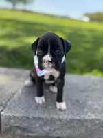 Aimee, a female Boxer for sale in Fredericksburg, OH – 1 of 3
