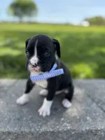 Arnold, a male Boxer for sale in Fredericksburg, OH – 3 of 3