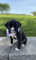 Aimee, a female Boxer for sale in Fredericksburg, OH – 2 of 3