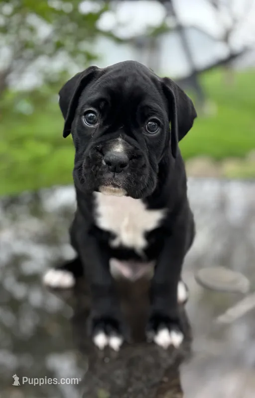Hosea – Boxer puppy for sale in Fredericksburg, OH