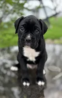 Hosea, a male Boxer for sale in Fredericksburg, OH – Photo 1 of 3