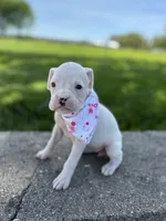 Alice, a female Boxer for sale in Fredericksburg, OH – 2 of 3