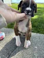 Amber, a female Boxer for sale in Fredericksburg, OH – 4 of 4