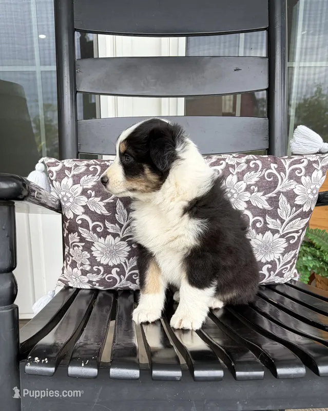 Blaze – Australian Shepherd puppy for sale in Morrowville, KS