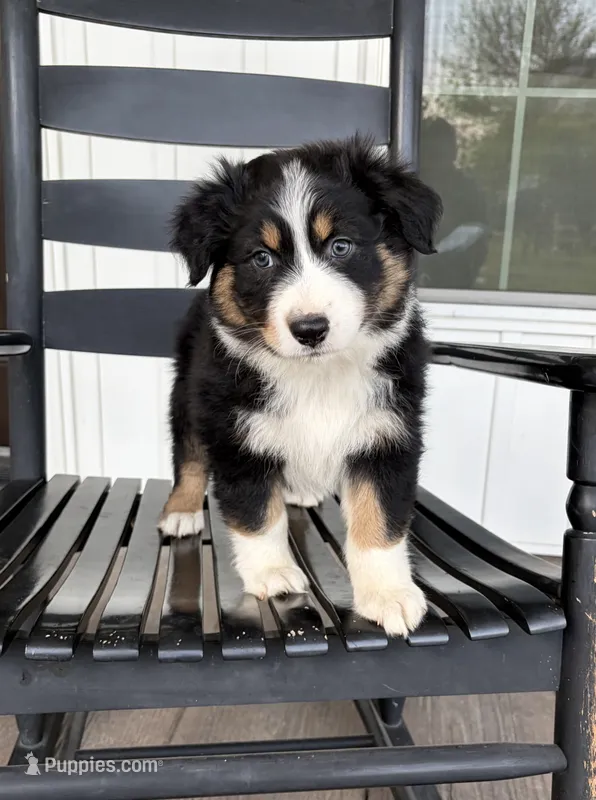 Bud – Australian Shepherd puppy for sale in Morrowville, KS