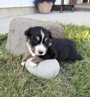 Duke, a male Australian Shepherd for sale in Morrowville, KS – Photo 5 of 5