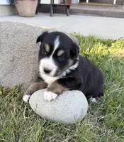 Duke, a male Australian Shepherd for sale in Morrowville, KS – Photo 3 of 5