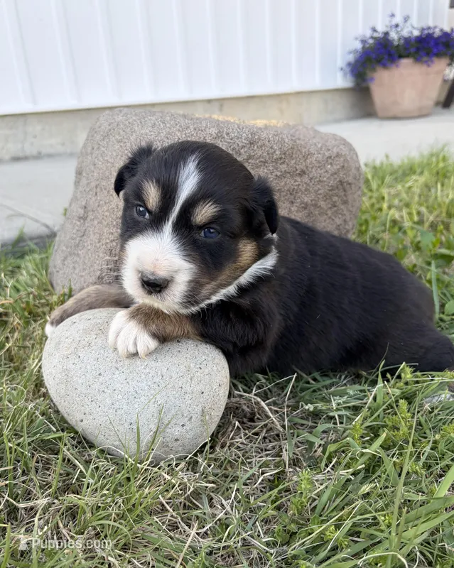 Duke – Australian Shepherd puppy for sale in Morrowville, KS