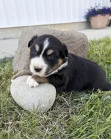 Duke, a male Australian Shepherd for sale in Morrowville, KS – Photo 1 of 5