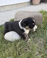 Duke, a male Australian Shepherd for sale in Morrowville, KS – Photo 2 of 5