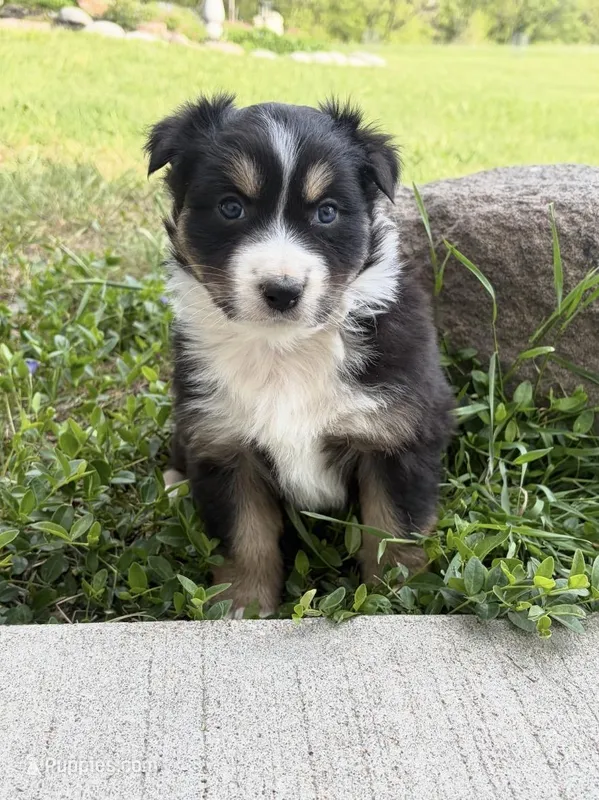 Duke – Australian Shepherd puppy for sale in Morrowville, KS