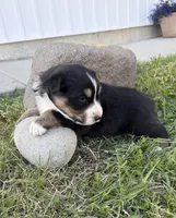 Duke, a male Australian Shepherd for sale in Morrowville, KS – Photo 4 of 5