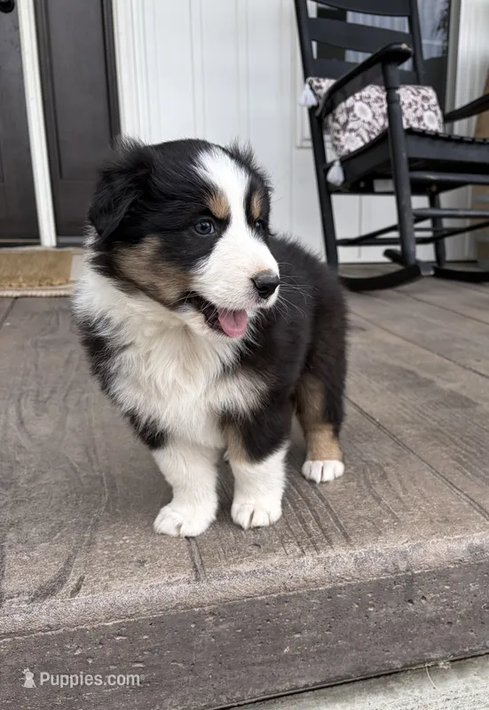 Max – Australian Shepherd puppy for sale in Morrowville, KS