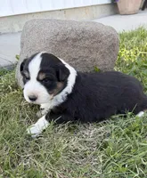 Blaze, a male Australian Shepherd for sale in Morrowville, KS – Photo 3 of 5