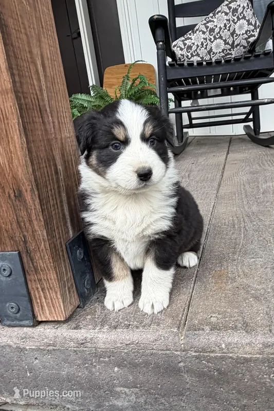 Blaze – Australian Shepherd puppy for sale in Morrowville, KS