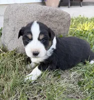 Blaze, a male Australian Shepherd for sale in Morrowville, KS – Photo 5 of 5