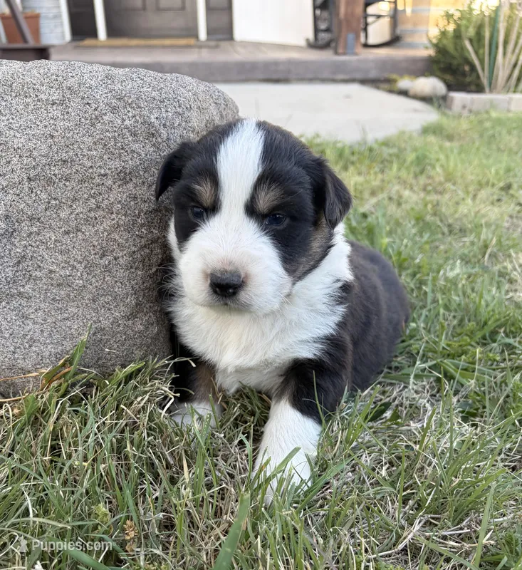 Blaze – Australian Shepherd puppy for sale in Morrowville, KS