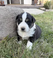 Blaze, a male Australian Shepherd for sale in Morrowville, KS – Photo 4 of 5