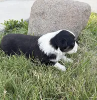 Blaze, a male Australian Shepherd for sale in Morrowville, KS – Photo 2 of 5