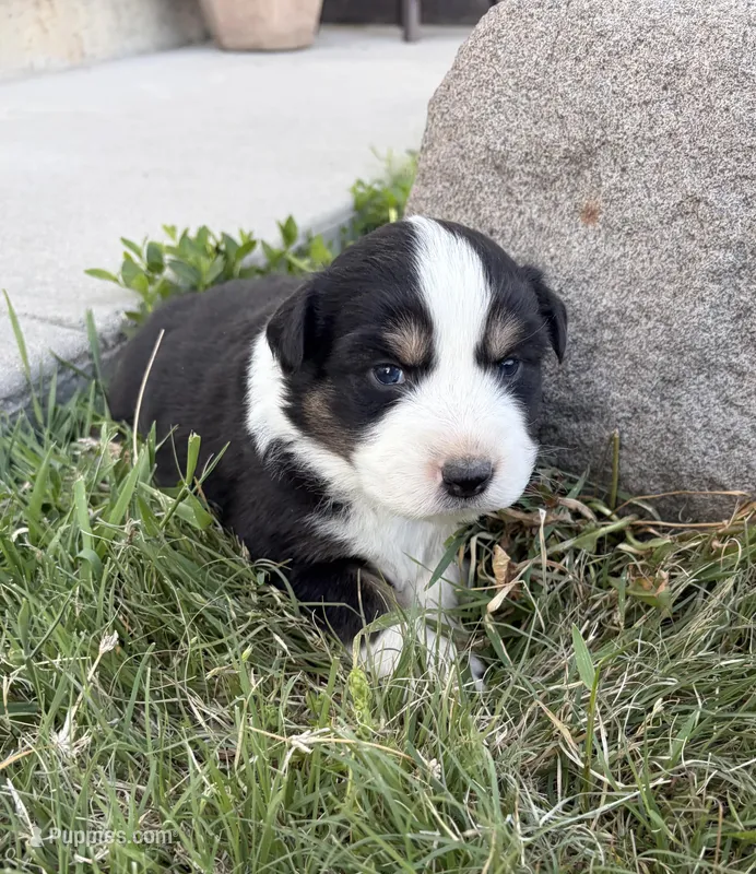 Blaze – Australian Shepherd puppy for sale in Morrowville, KS