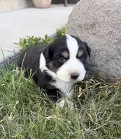 Blaze, a male Australian Shepherd for sale in Morrowville, KS – Photo 1 of 5